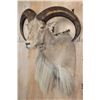 Image 5 : XXL Life-sized AOUDAD Shoulder Mount