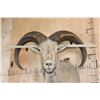 Image 6 : XXL Life-sized AOUDAD Shoulder Mount