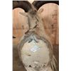Image 7 : XXL Life-sized AOUDAD Shoulder Mount