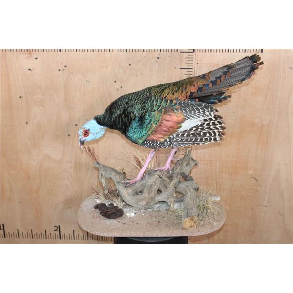 Life-sized Oscillated TURKEY on a Decorative Base