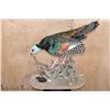 Image 1 : Life-sized Oscillated TURKEY on a Decorative Base
