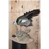 Image 3 : Life-sized Oscillated TURKEY on a Decorative Base