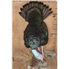 Image 5 : Life-sized Oscillated TURKEY on a Decorative Base