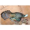 Image 7 : Life-sized Oscillated TURKEY on a Decorative Base