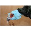 Image 9 : Life-sized Oscillated TURKEY on a Decorative Base