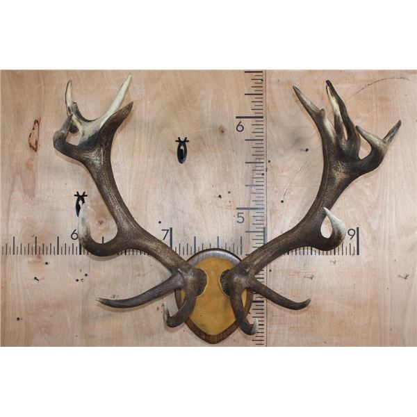 Heavy 17-Point RED STAG Antler Rack on a Wood Plaque