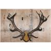 Image 1 : Heavy 17-Point RED STAG Antler Rack on a Wood Plaque
