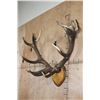Image 2 : Heavy 17-Point RED STAG Antler Rack on a Wood Plaque