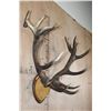 Image 3 : Heavy 17-Point RED STAG Antler Rack on a Wood Plaque
