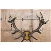 Image 4 : Heavy 17-Point RED STAG Antler Rack on a Wood Plaque