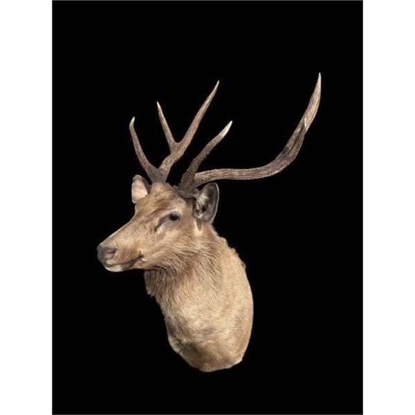 *Huge Antlered* SAMBAR STAG Shoulder Mount