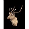 Image 1 : *Huge Antlered* SAMBAR STAG Shoulder Mount