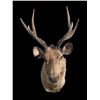 Image 2 : *Huge Antlered* SAMBAR STAG Shoulder Mount