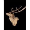 Image 3 : *Huge Antlered* SAMBAR STAG Shoulder Mount