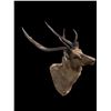 Image 4 : *Huge Antlered* SAMBAR STAG Shoulder Mount