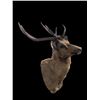 Image 5 : *Huge Antlered* SAMBAR STAG Shoulder Mount