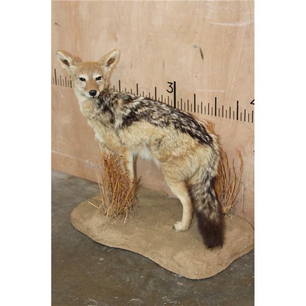 Life-sized BLACK-BACKED JACKAL on a Natural Base