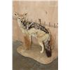 Image 1 : Life-sized BLACK-BACKED JACKAL on a Natural Base