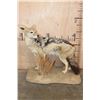 Image 2 : Life-sized BLACK-BACKED JACKAL on a Natural Base