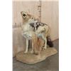 Image 3 : Life-sized BLACK-BACKED JACKAL on a Natural Base