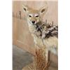 Image 4 : Life-sized BLACK-BACKED JACKAL on a Natural Base