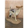 Image 5 : Life-sized BLACK-BACKED JACKAL on a Natural Base