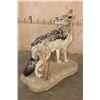 Image 6 : Life-sized BLACK-BACKED JACKAL on a Natural Base