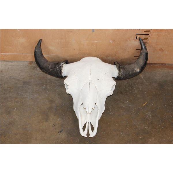 Massive BUFFALO or BISON Skull with All its Teeth