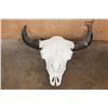 Image 1 : Massive BUFFALO or BISON Skull with All its Teeth