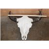 Image 2 : Massive BUFFALO or BISON Skull with All its Teeth