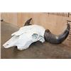 Image 3 : Massive BUFFALO or BISON Skull with All its Teeth