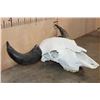 Image 4 : Massive BUFFALO or BISON Skull with All its Teeth
