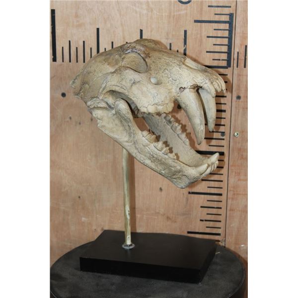 Reproduction SABRE TOOTH TIGER Skull on a Display Stand
