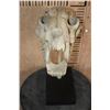 Image 3 : Reproduction SABRE TOOTH TIGER Skull on a Display Stand