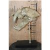 Image 4 : Reproduction SABRE TOOTH TIGER Skull on a Display Stand