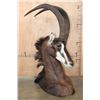 Image 2 : Big SABLE Floor or Table Pedestal Mount