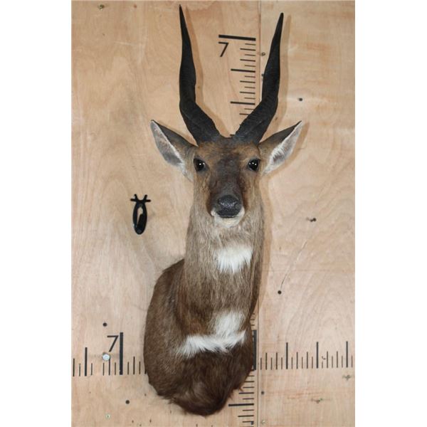XL BUSHBUCK Shoulder Mount