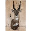 Image 1 : XL BUSHBUCK Shoulder Mount