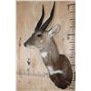 Image 2 : XL BUSHBUCK Shoulder Mount