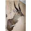 Image 3 : XL BUSHBUCK Shoulder Mount
