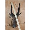 Image 4 : XL BUSHBUCK Shoulder Mount
