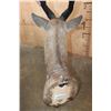 Image 5 : XL BUSHBUCK Shoulder Mount