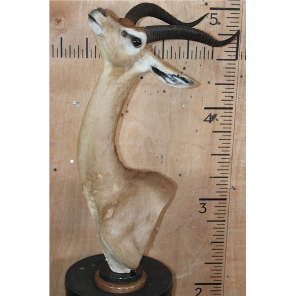 GERENUK Table Pedestal Mount