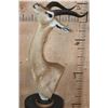 Image 1 : GERENUK Table Pedestal Mount