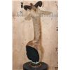 Image 6 : GERENUK Table Pedestal Mount