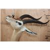 Image 8 : GERENUK Table Pedestal Mount