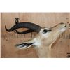 Image 9 : GERENUK Table Pedestal Mount