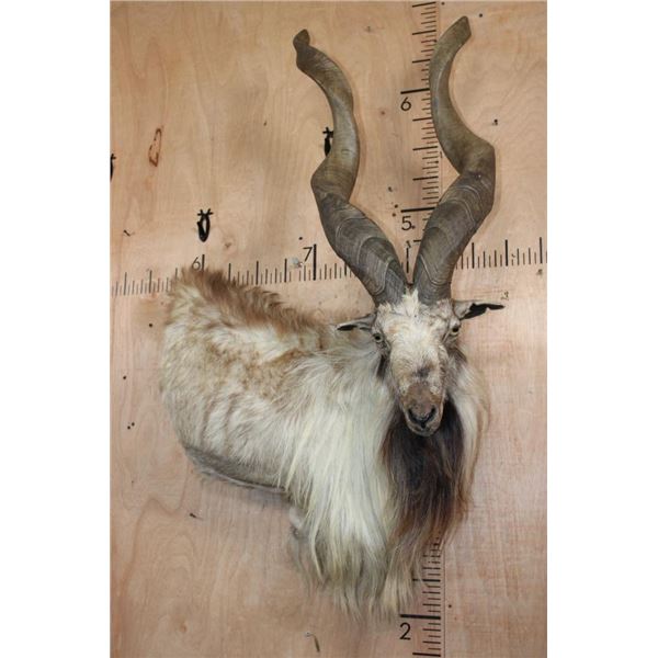 *TEXAS RESIDENTS ONLY* Massive Half-body MARKHOR Wall Pedestal Mount