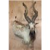 Image 1 : *TEXAS RESIDENTS ONLY* Massive Half-body MARKHOR Wall Pedestal Mount
