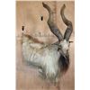 Image 2 : *TEXAS RESIDENTS ONLY* Massive Half-body MARKHOR Wall Pedestal Mount